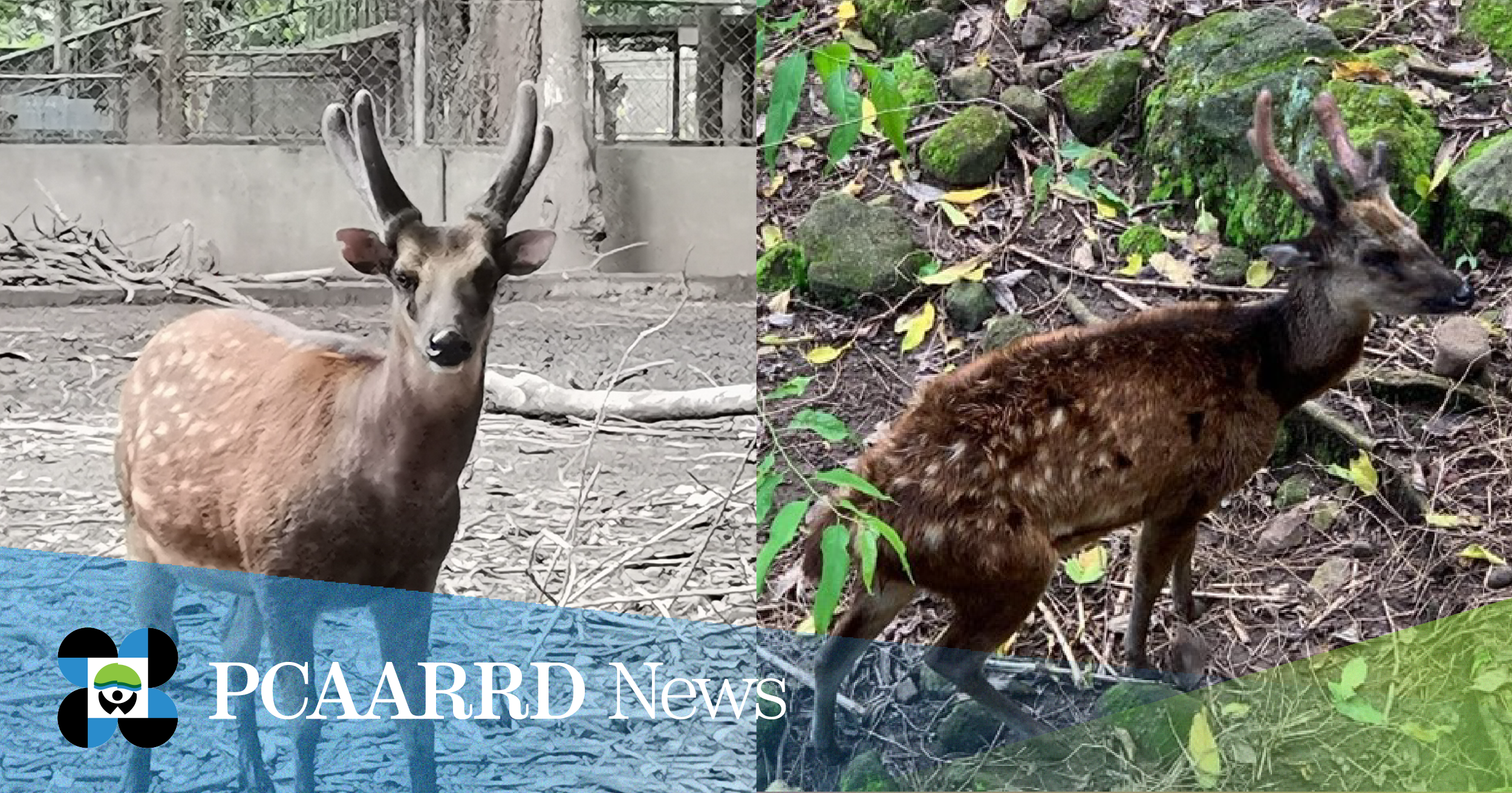 DOST-PCAARRD and Silliman University kicks off project on conservation of the endangered Philippine spotted deer